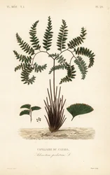 Felce capelvenere del nord o felce a cinque dita, Adiantum pedatum, Capillaire du Canada