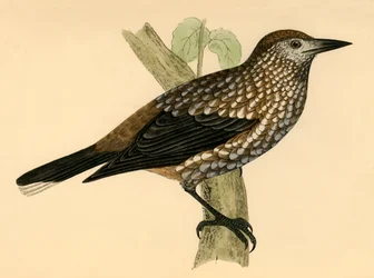 Schiaccianoci