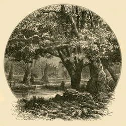 Querce a Bradgate, 1898