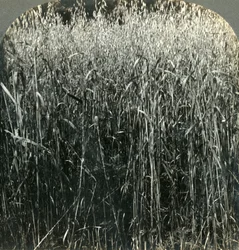 Avena in crescita, Pennsylvania, USA, 1903