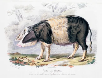 Vecchia razza inglese di maiale, 1842