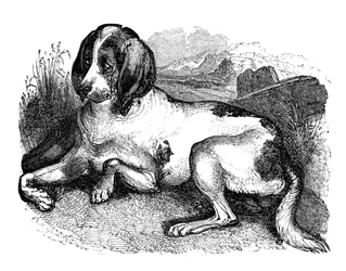 Vecchio segugio inglese, 1848