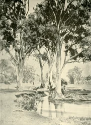 Vecchie gomme, Mt. Crawford, Australia Meridionale, 1901