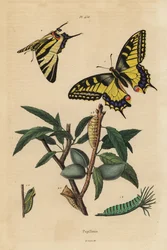 Macaone, Papilio machaon 1, e podalirio, Iphiclides podalirius 2, larva e pupa