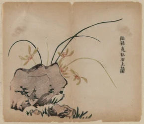 Orchidea sulle rocce, XVIII secolo