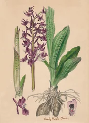 Orchis mascula. Orchidea purpurea precoce