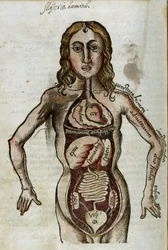 Organi Figura di un uomo con i suoi organi interni esposti