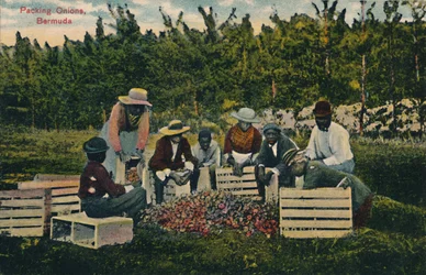 Imballaggio delle cipolle, Bermuda, inizio XX secolo