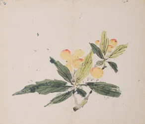 Pagina da Shi Zhu Zhai