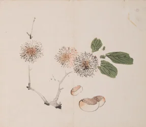 Pagina da Shi Zhu Zhai