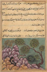 Pagina da Tales of a Parrot Tuti-nama: Ventiseiesima notte: La rana detronizzata..., c. 1560
