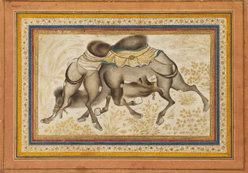 Pagina da un muraqqa disperso, o album, raffigurante due cammelli che combattono, dipinto c1675