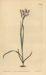 Ixia dai fiori dipinti, Ixia fucata