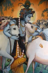 Krishna che abbraccia le mucche