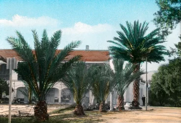 Palme, Hammam Meskoutine, Algeria