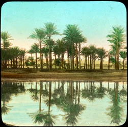Palme riflesse nell