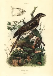 Podargo papuano, Podargus papuensis