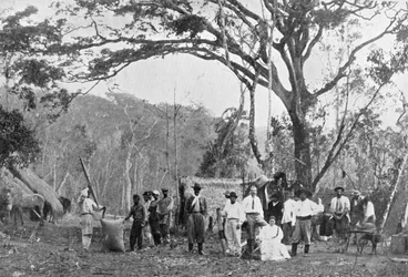 Raccolta di tè paraguaiano, Paraguay, 1911