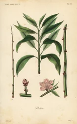 Albero di pesco