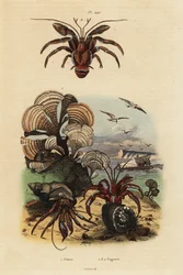 Coda di pavone, Padina pavonica 1, paguro comune, Pagurus bernhardus 2, paguro dagli occhi blu, Paragiopagurus diogenes 3, e Pagurus alatus 4