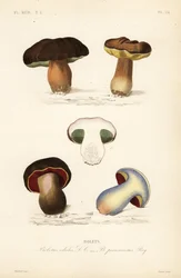 Porcino, Boletus edulis, e boleto lurido, Suillellus luridus