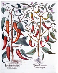 Peperoni, 1613