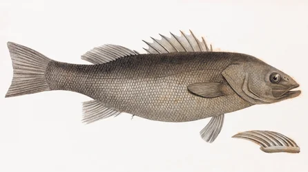 Persico Allungato (dettaglio)