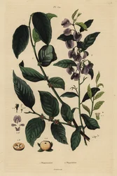 Cachi, Diospyros kaki, e albero di hovea o cespuglio blu karri, Hovea elliptica Platychilum celsianum