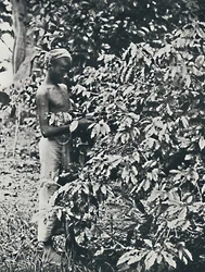 Raccolta del caffè