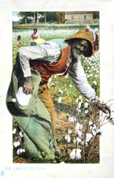 Raccolta del cotone, USA, cartolina, c1900