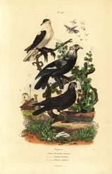Varietà di piccione Columba livia: rondine, tamburo glouglou, polacco