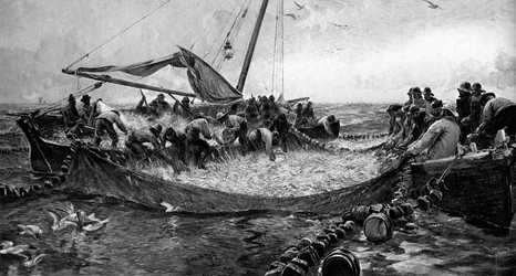 Sardine, 1900