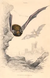 Pipistrello Pipistrellus pipistrellus