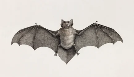 Pipistrello Pipitrelle, pipistrelli in Egitto