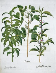 Pistacchio, alloro Laurus Nobilis e mandorla, 1613