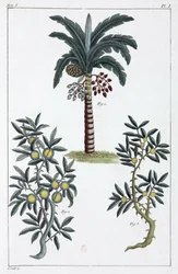 Piante medicinali, Cina