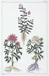 Piante medicinali, Cina