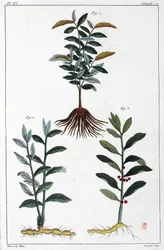 Piante medicinali, Cina