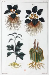 Piante medicinali, Cina