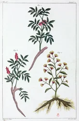 Piante medicinali, Cina