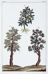 Piante medicinali, Cina