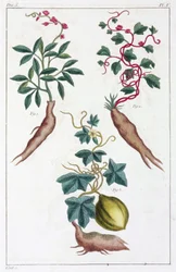Piante medicinali, Cina