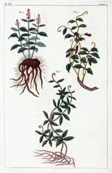 Piante medicinali, Cina