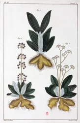Piante medicinali, Cina