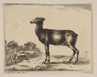 Tavola 15: cerva, da Vari animali Diversi animali, dopo il 1641