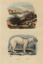 Orso polare, Ursus maritimus 1, riccio di mare commestibile, Echinus esculentus 2 e riccio di matita rossa, Heterocentrotus mammillatus 3