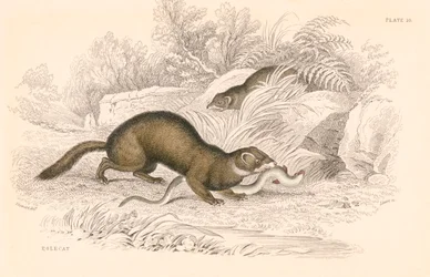 Furetto Mustela putorius, membro della famiglia delle donnole