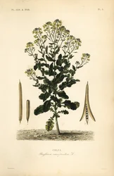 Colza polacca o pianta di olio di colza
