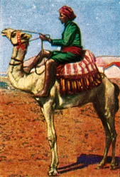 Posta consegnata da cammello, Arabia, c1928