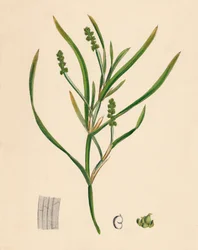 Potamogeton zosterifolius. Erba di stagno a foglie di zoster, XIX secolo